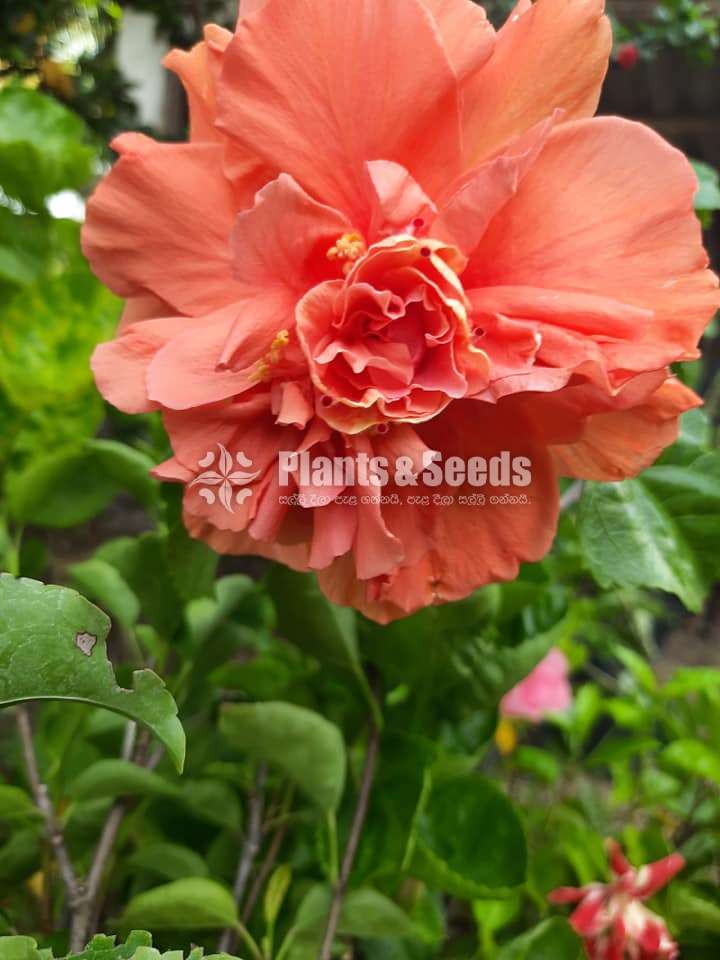 Bankok Hibiscus (බැංකොක් වද මල් )