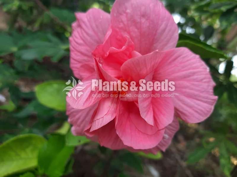 Bankok Hibiscus (බැංකොක් වද මල් )
