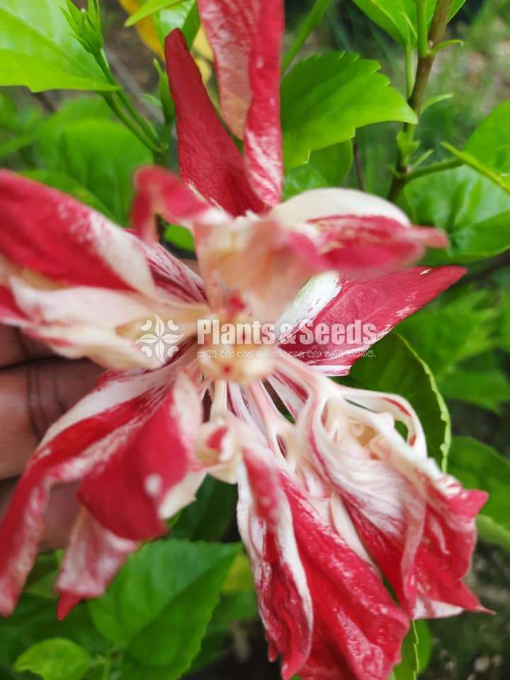 Bankok Hibiscus (බැංකොක් වද මල් )