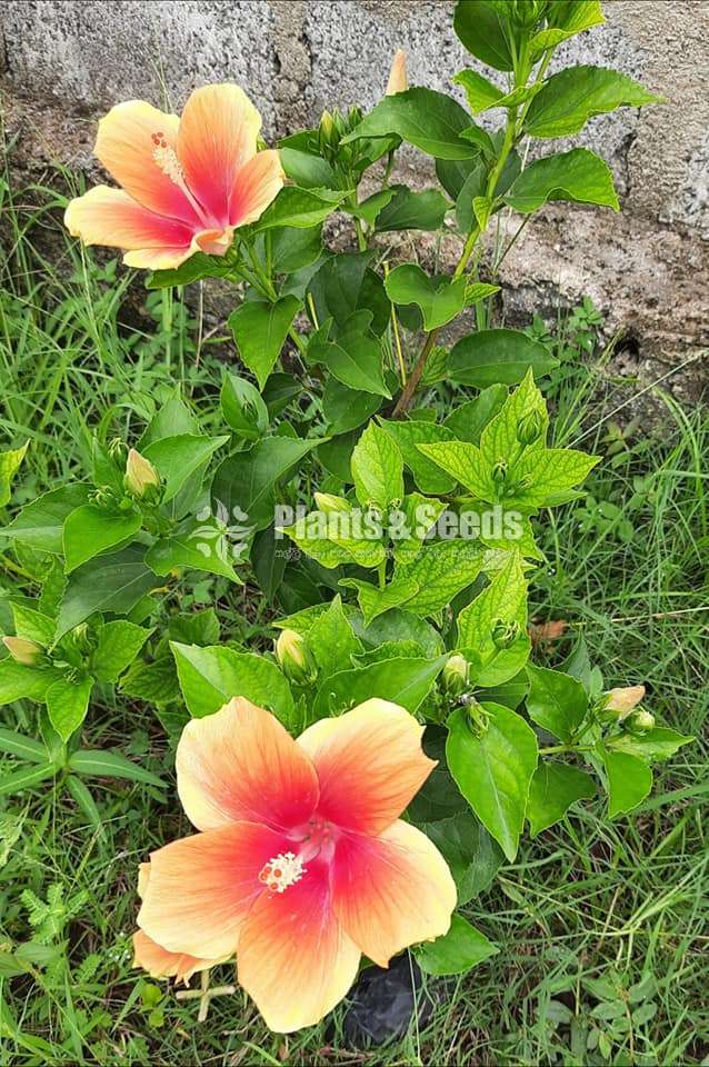 Bankok Hibiscus (බැංකොක් වද මල් )