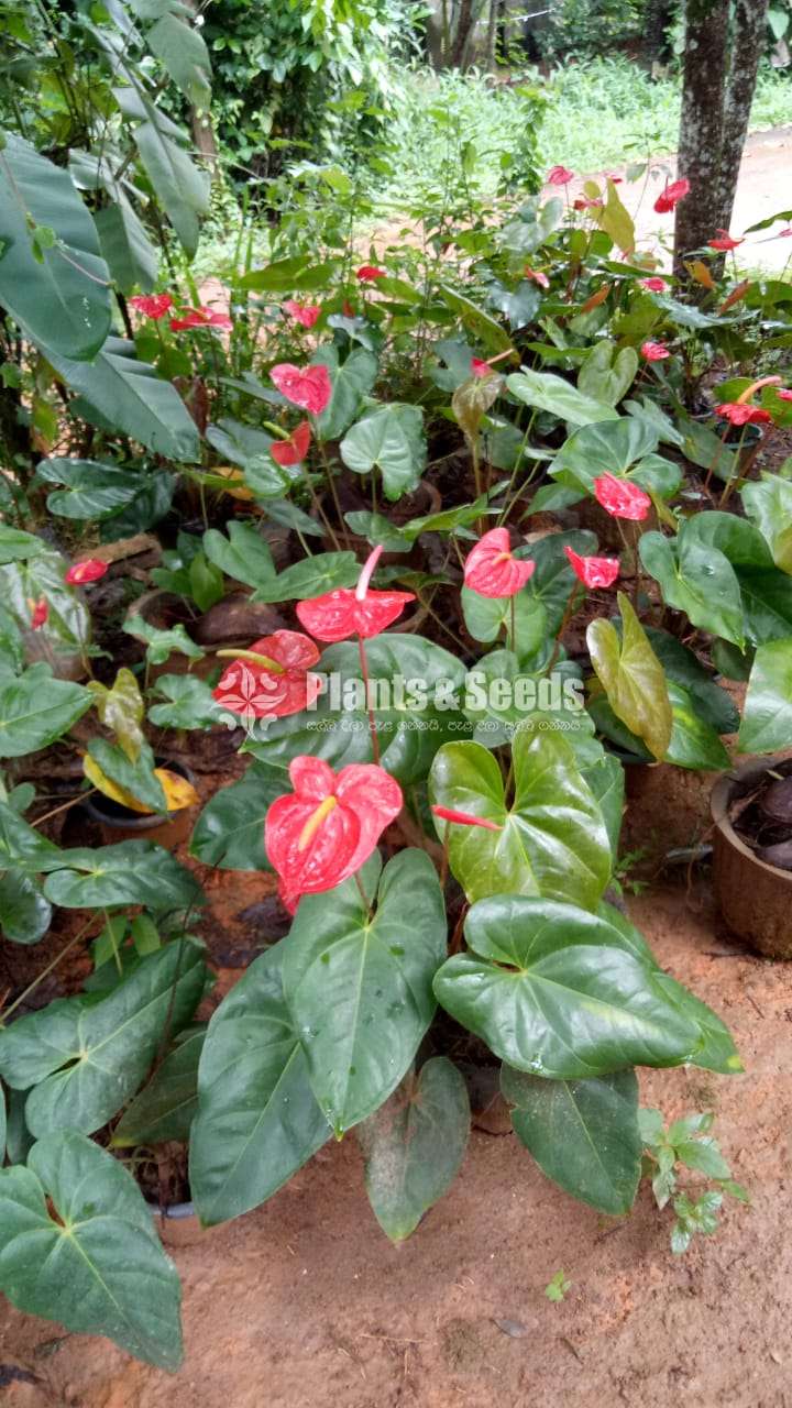 Local Anthurium ( දේශීය ඇන්තුරියම්)