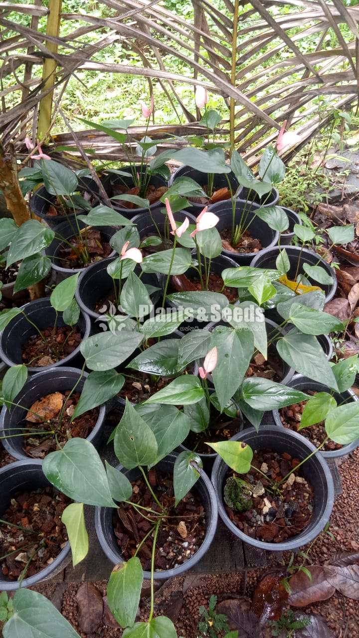 Saso Anthurium