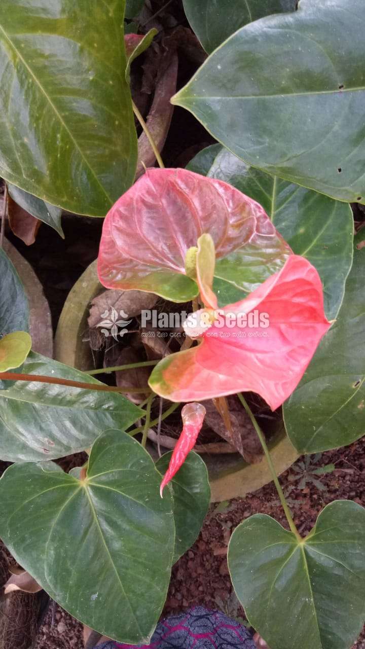 Anthurium butterfly orange (බටර්ෆ්ල්ය් ඔරෙන්ජ් ඇන්තූරියම් )