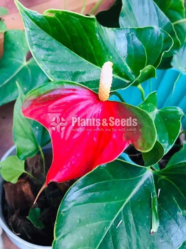 butterfly red anthuriyam 