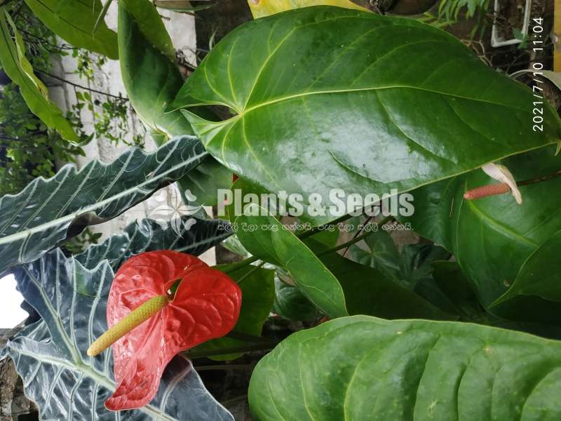 (Local Anthurium) දේශීය  ඇන්තූරියම් 