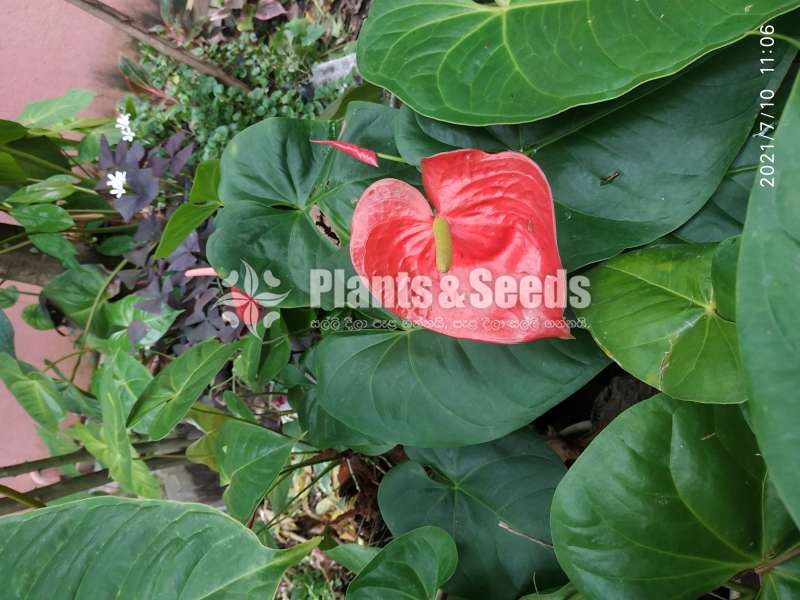 (Local Anthurium) දේශීය  ඇන්තූරියම් 
