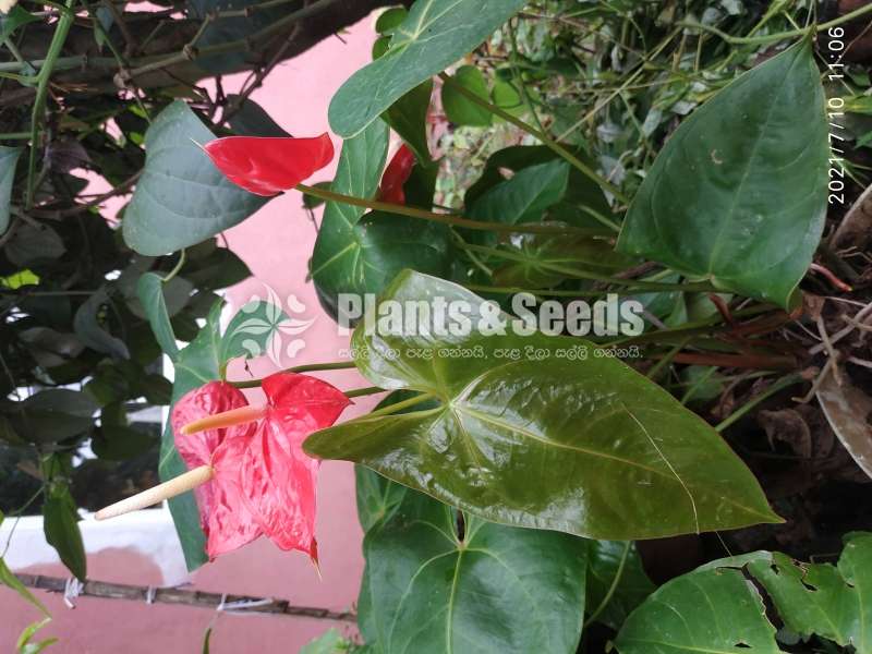 (Local Anthurium) දේශීය  ඇන්තූරියම් 
