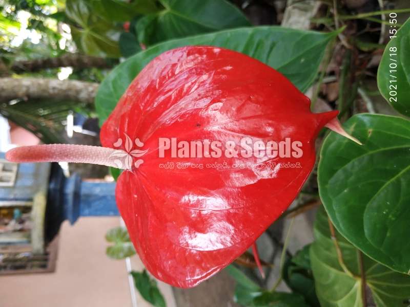 (Local Anthurium) දේශීය  ඇන්තූරියම් 