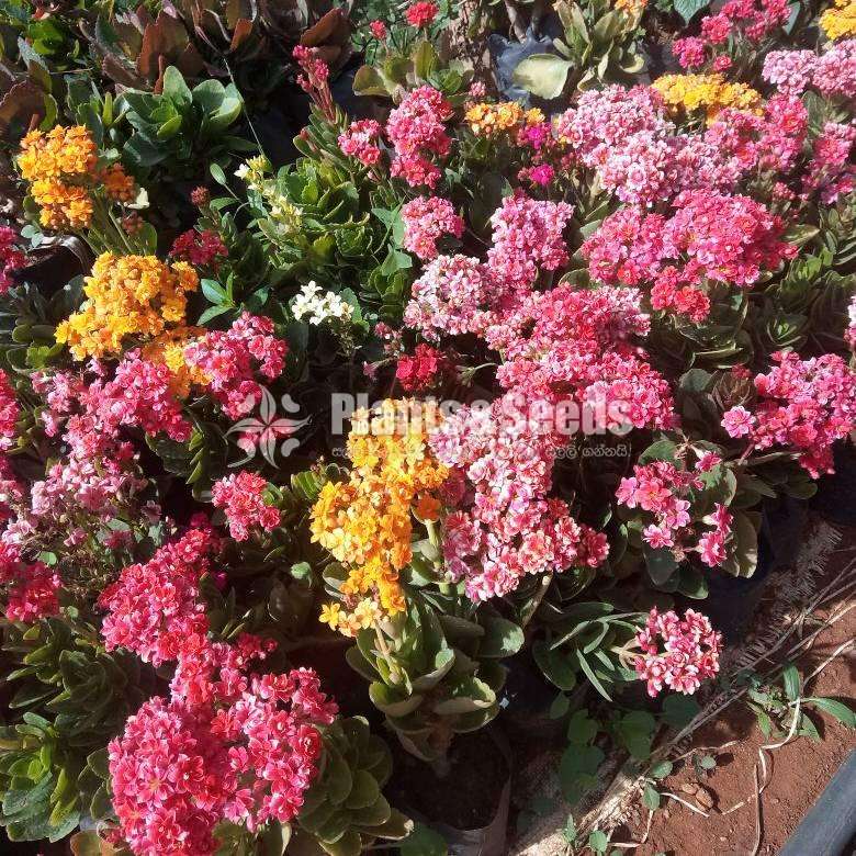 Kalanchi (කලංචි මල් පැල)