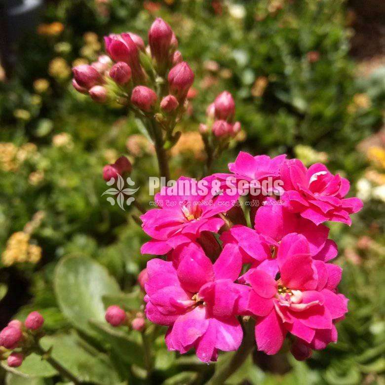 Kalanchi (කලංචි මල් පැල)