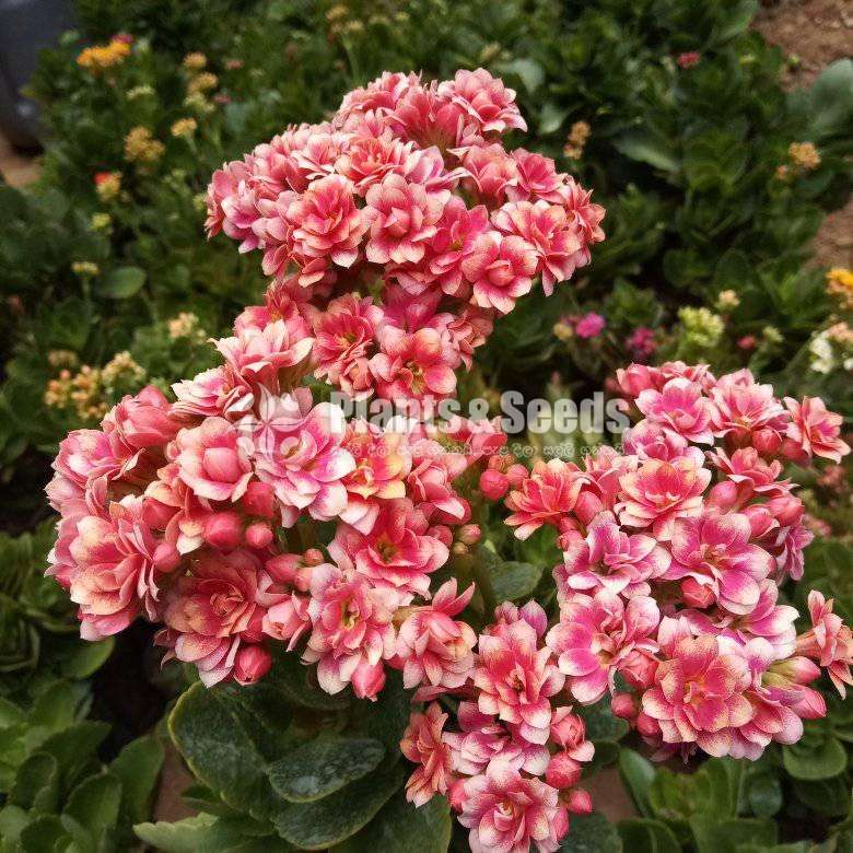 Kalanchi (කලංචි මල් පැල)
