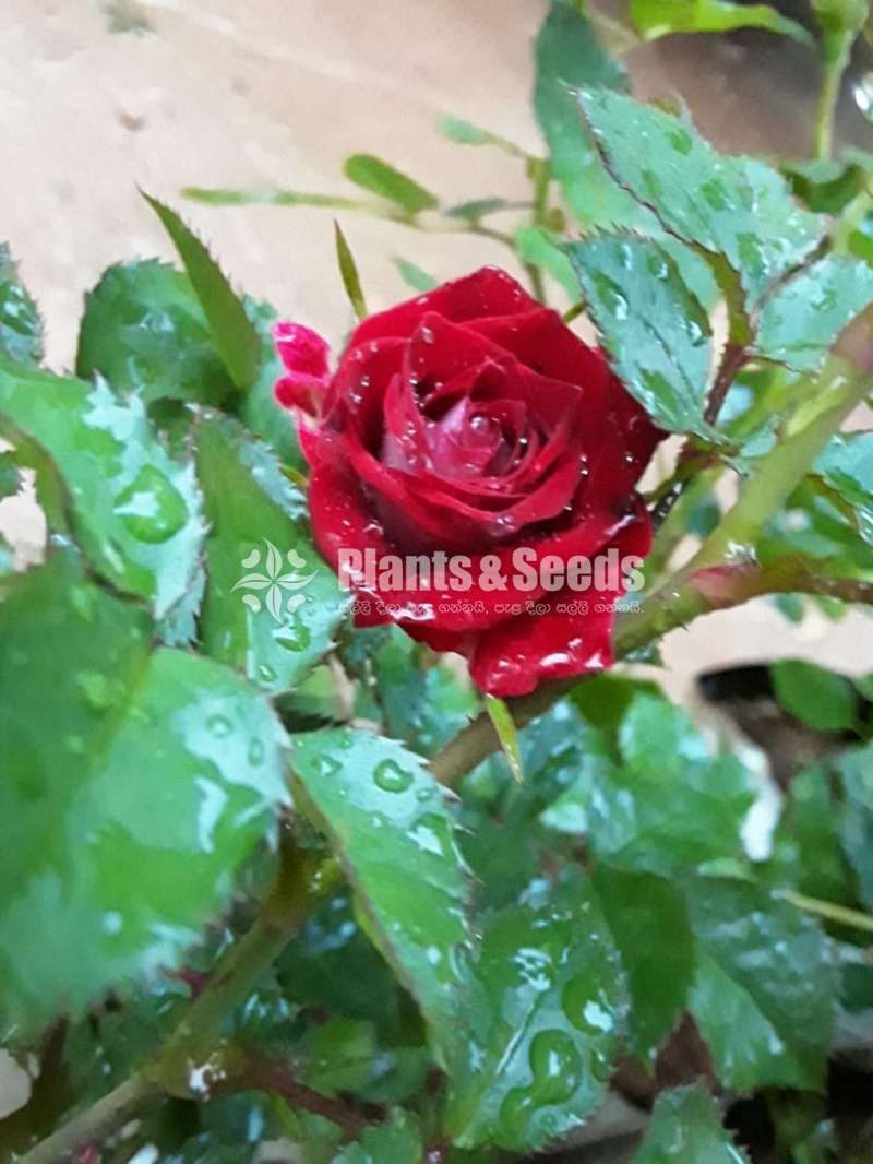 Roses Plants