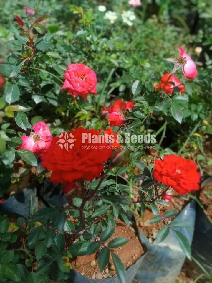 Roses Plants