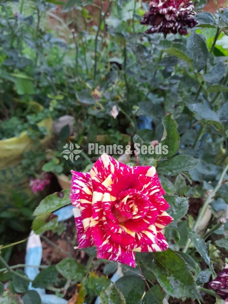 Roses Plants
