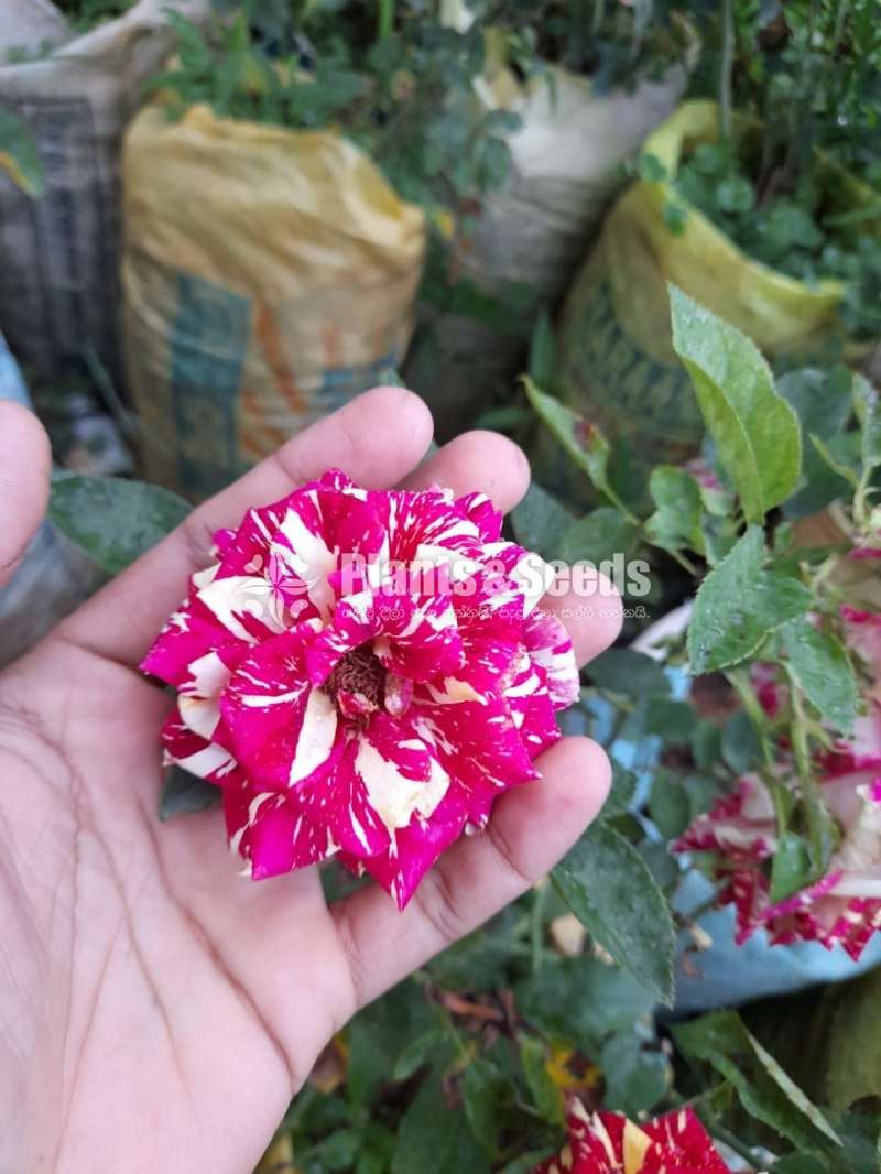 Roses Plants
