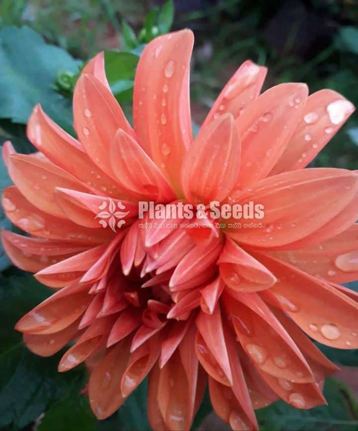 Deliya (ඩේලියා මල් සහිත පැල)