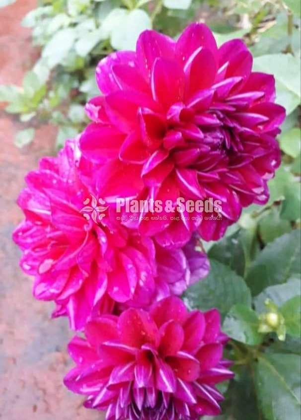 Deliya (ඩේලියා මල් සහිත පැල)