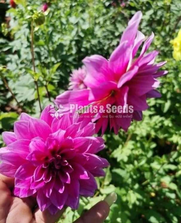 Deliya (ඩේලියා මල් සහිත පැල)