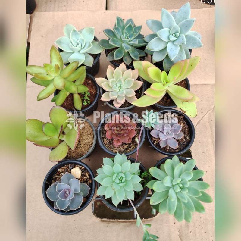 Succlent plants package