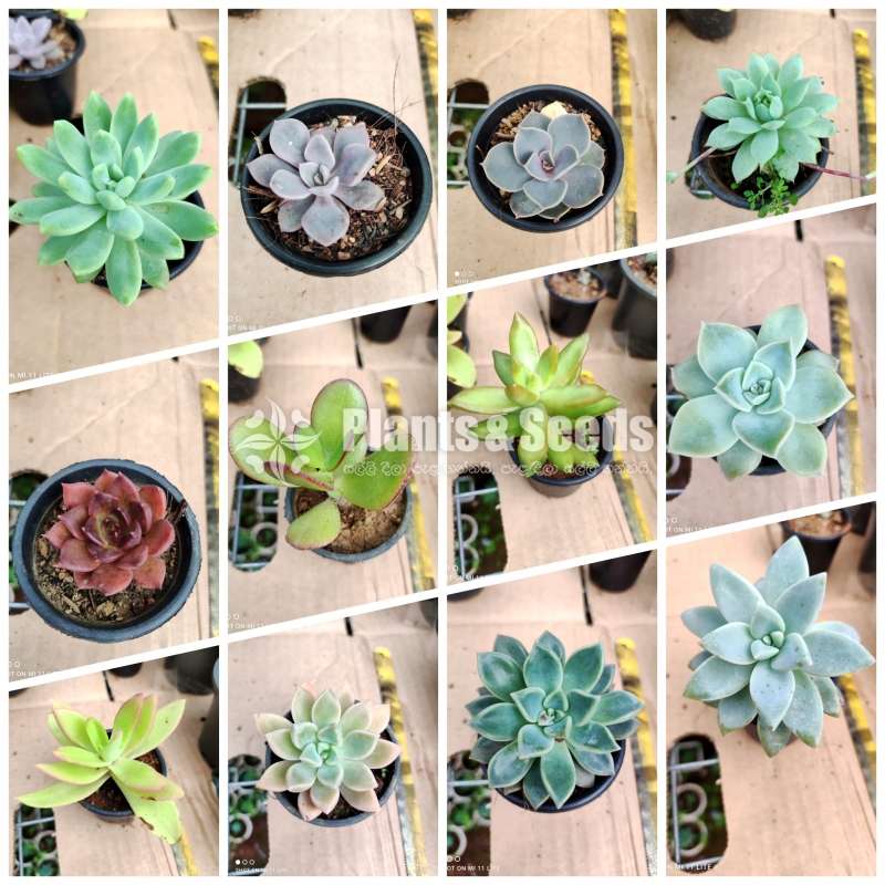 Succlent plants package