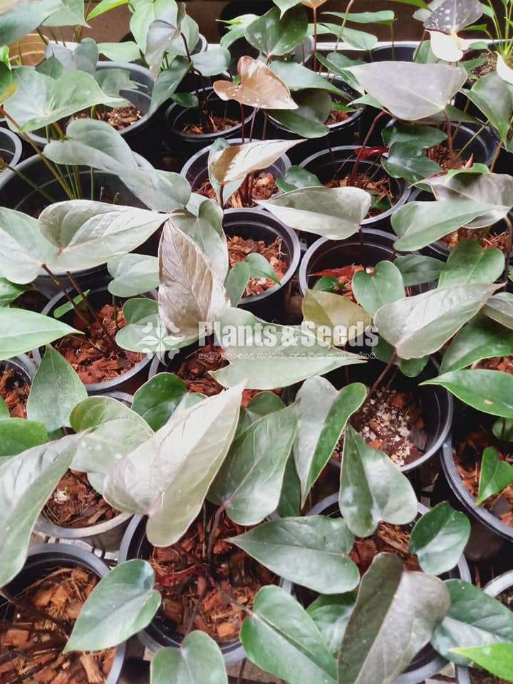 Anthurium Black Cardinal (බ්ලැක් කාර්ඩිනල්)