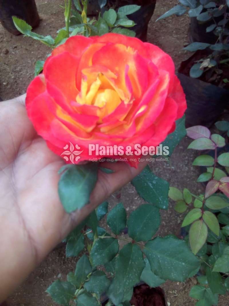 10 Rose plants