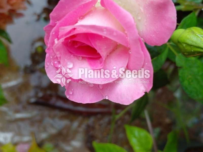 10 Rose plants