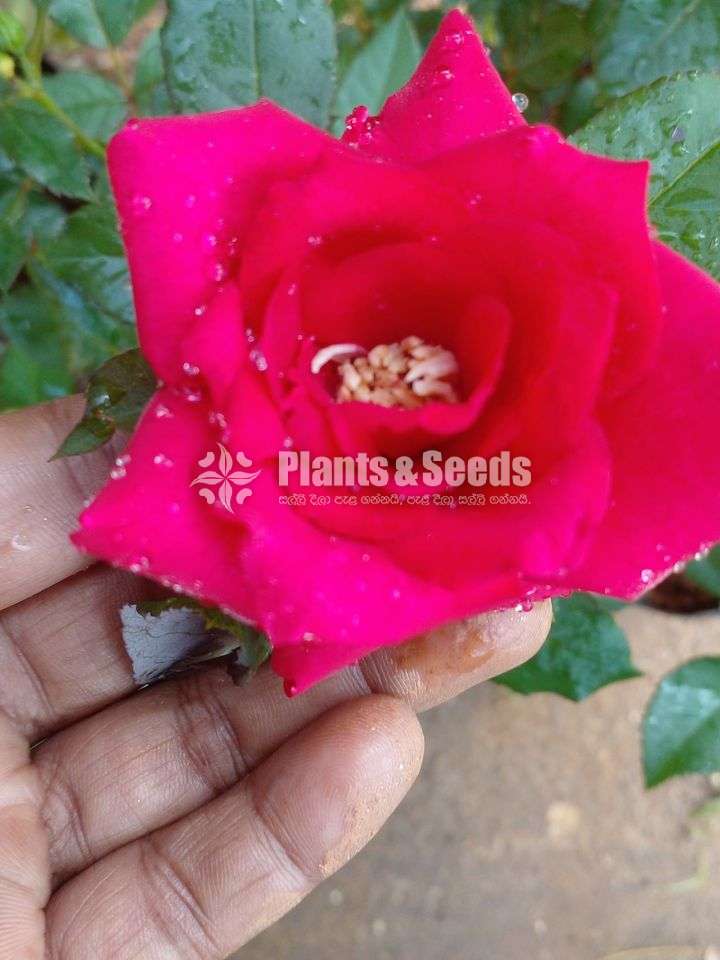 10 Rose plants