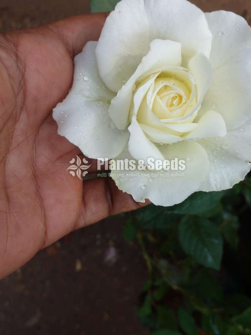 10 Rose plants