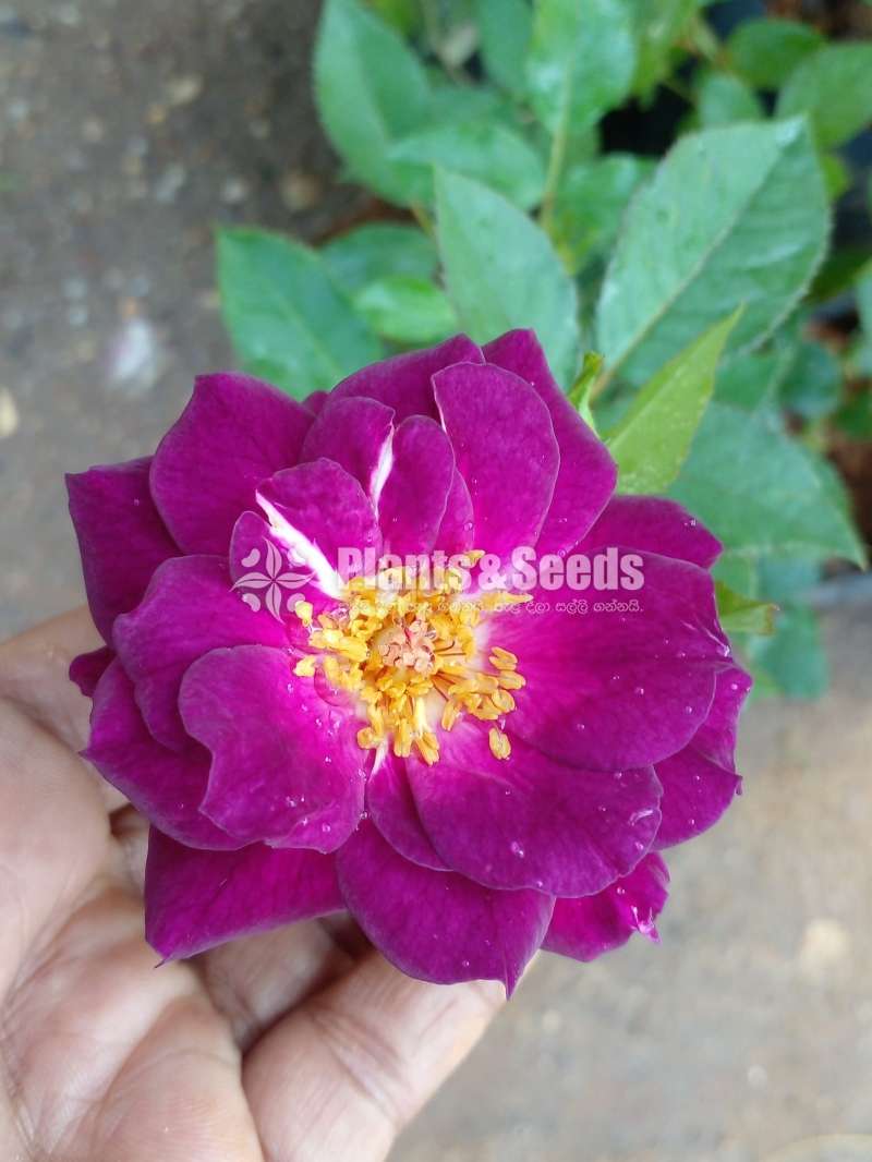 10 Rose plants