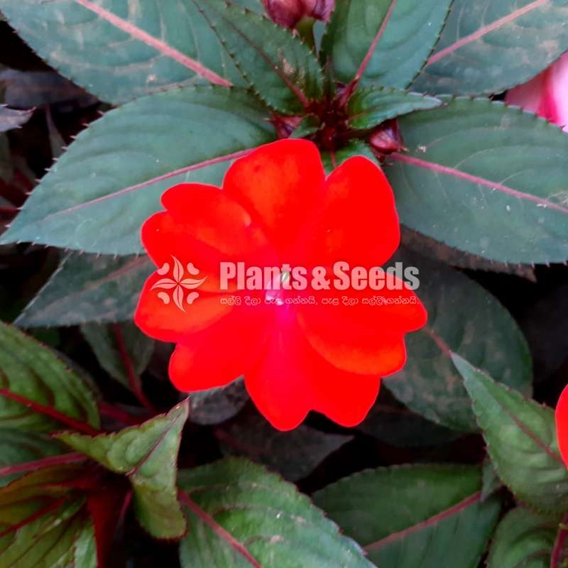 Impatiens (දිය කුඩලු )