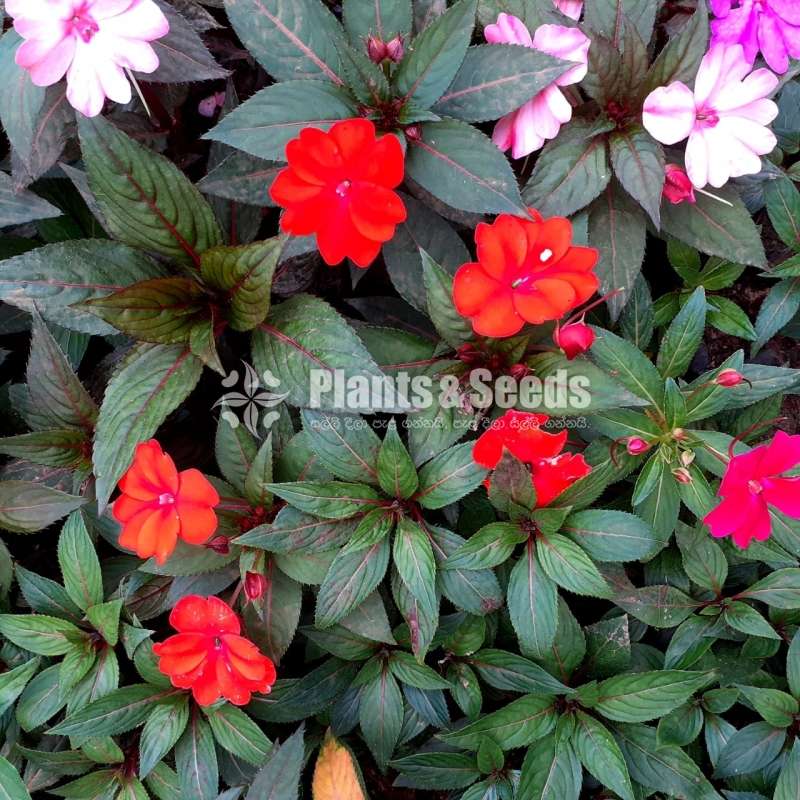Impatiens (දිය කුඩලු )