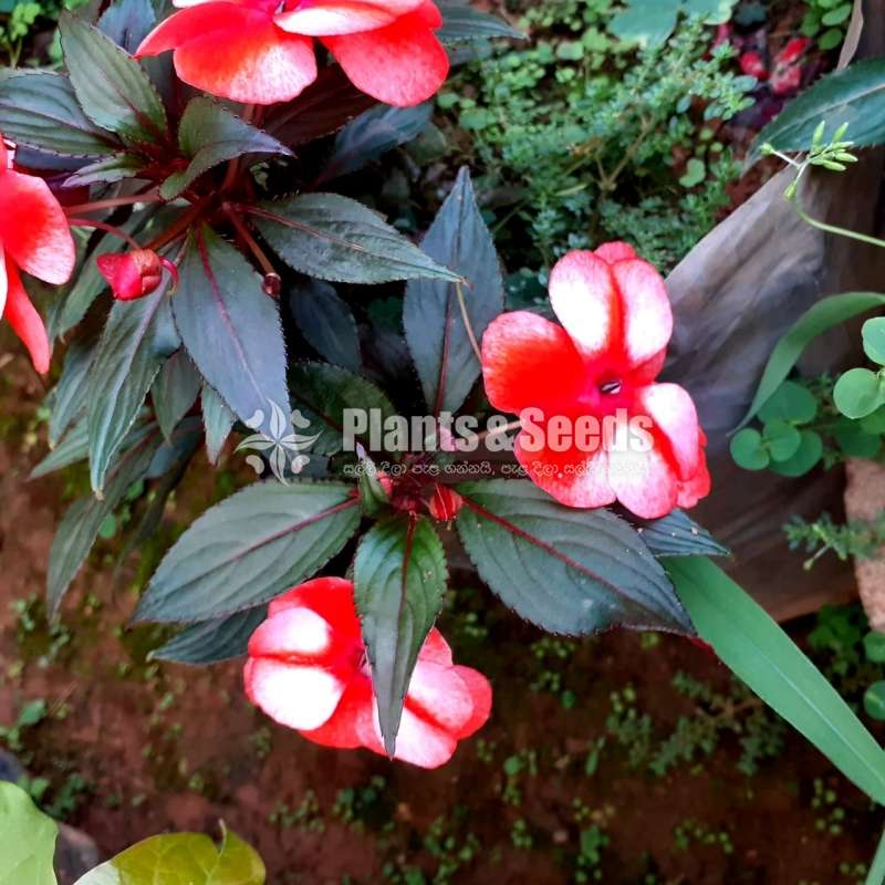 Impatiens (දිය කුඩලු )