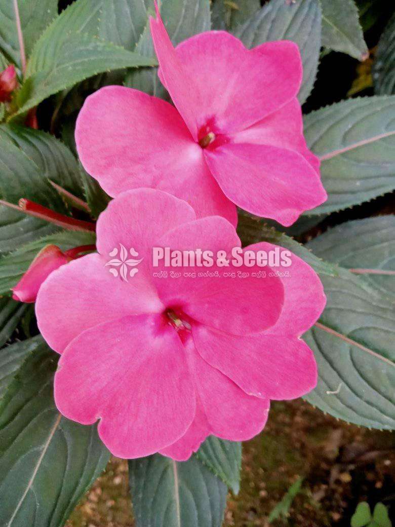 Impatiens (දිය කුඩලු )