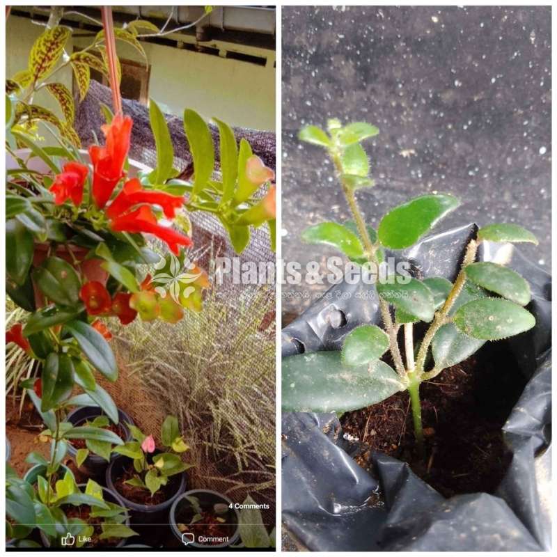 Liptick (ලිප්ස්ටික්)