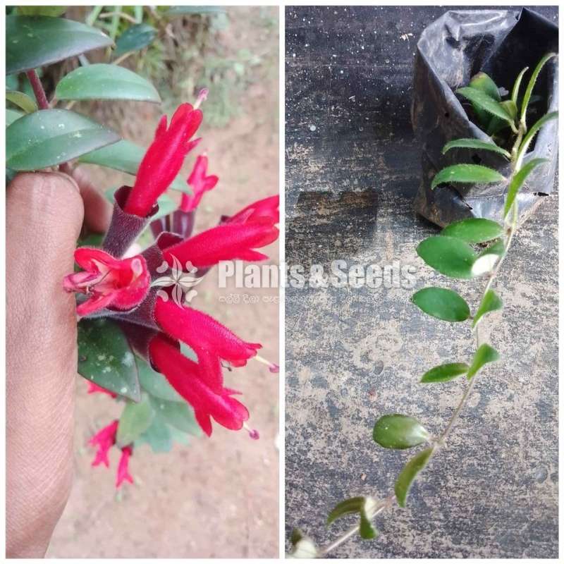 Liptick (ලිප්ස්ටික්)