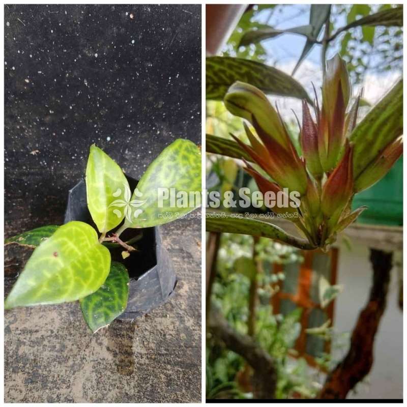 Liptick (ලිප්ස්ටික්)