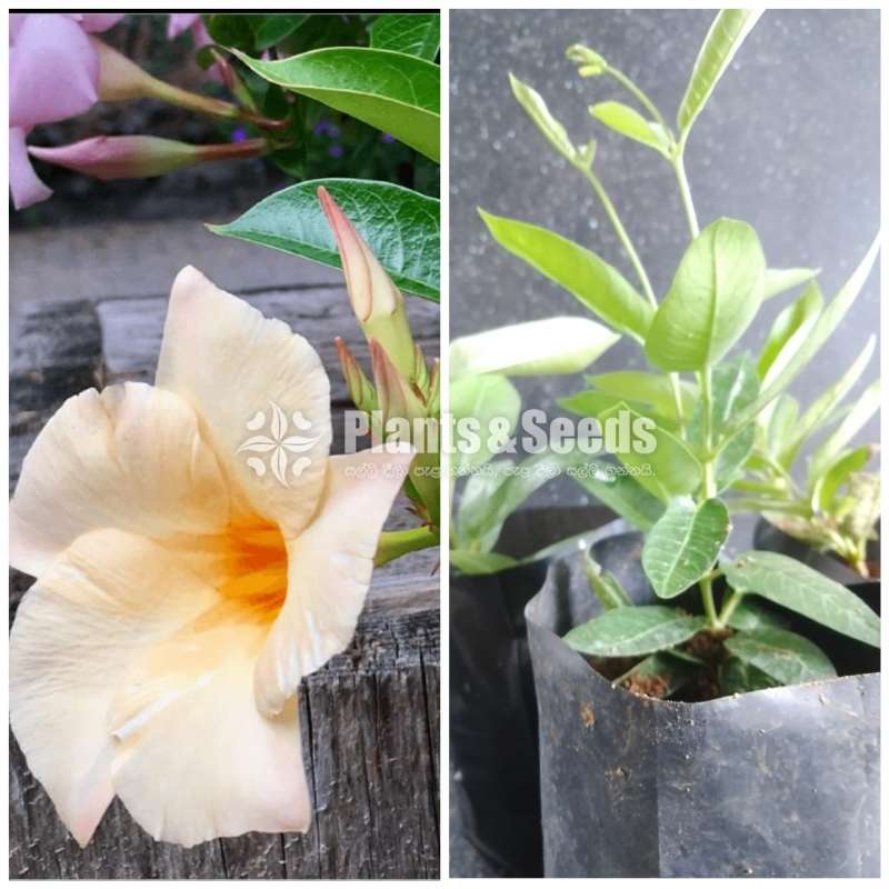  Butter Cup( මැන්ඩවිලා) 
