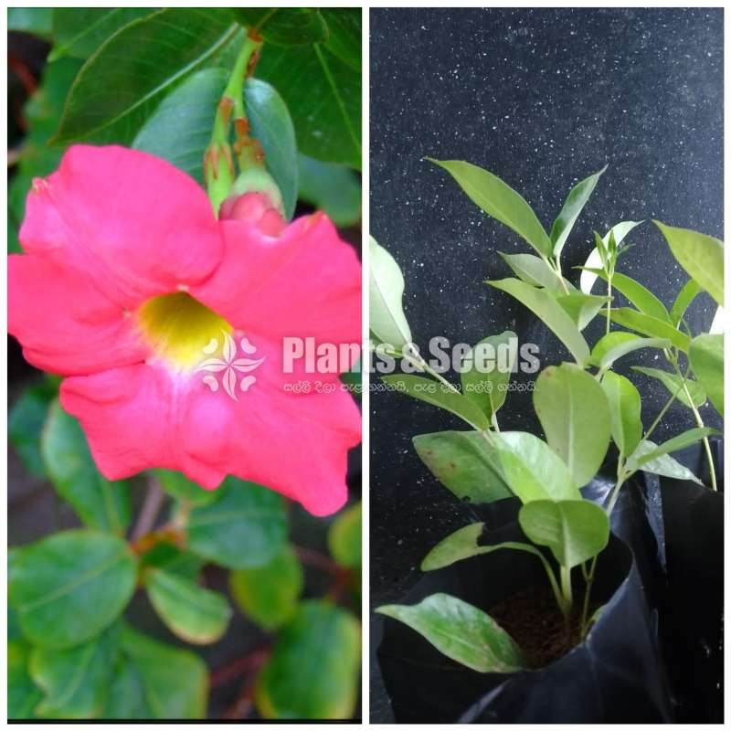  Butter Cup( මැන්ඩවිලා) 