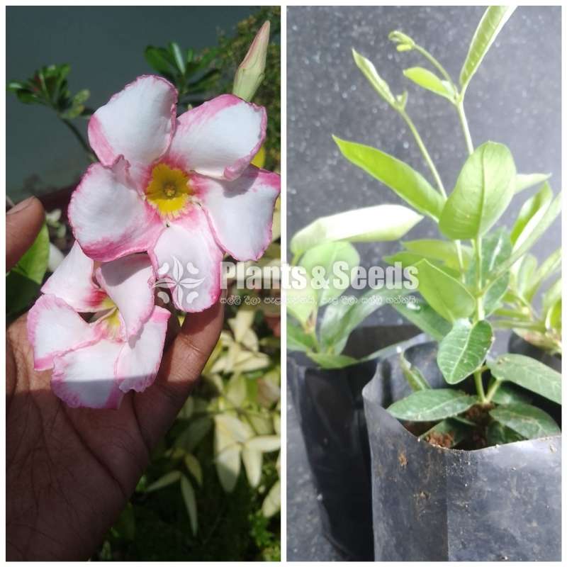  Butter Cup( මැන්ඩවිලා) 