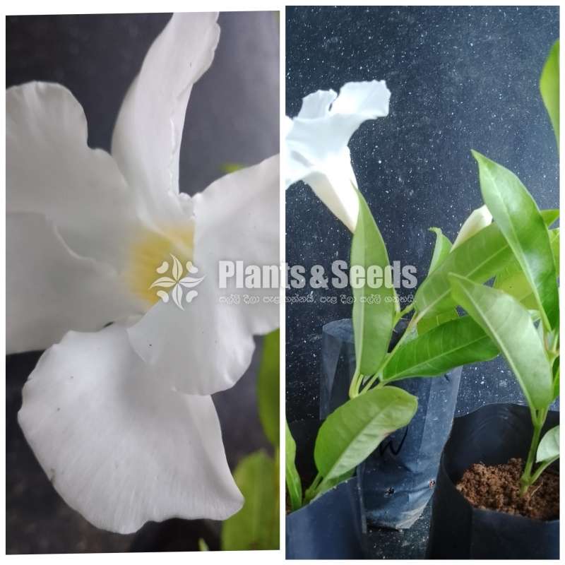  Butter Cup( මැන්ඩවිලා) 