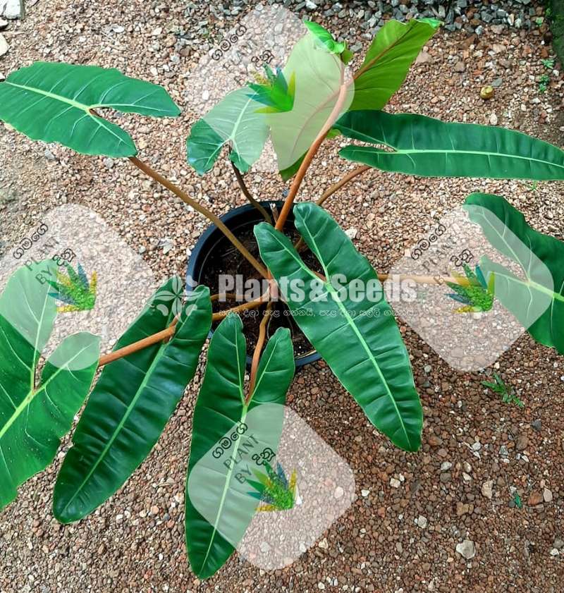 Philodendron billietiae and Melanocrysum 