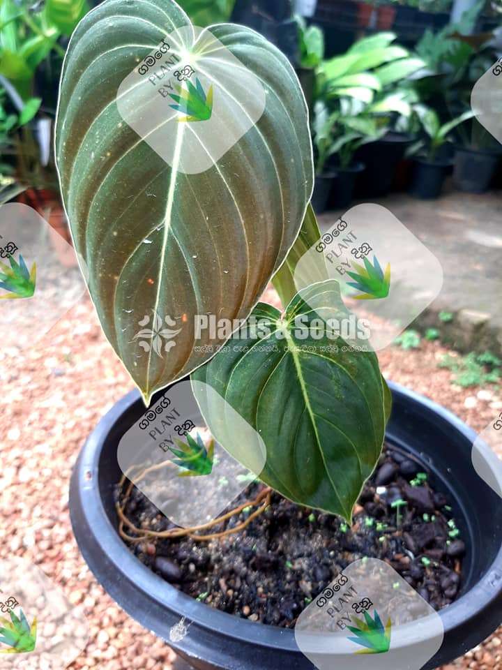Philodendron billietiae and Melanocrysum 