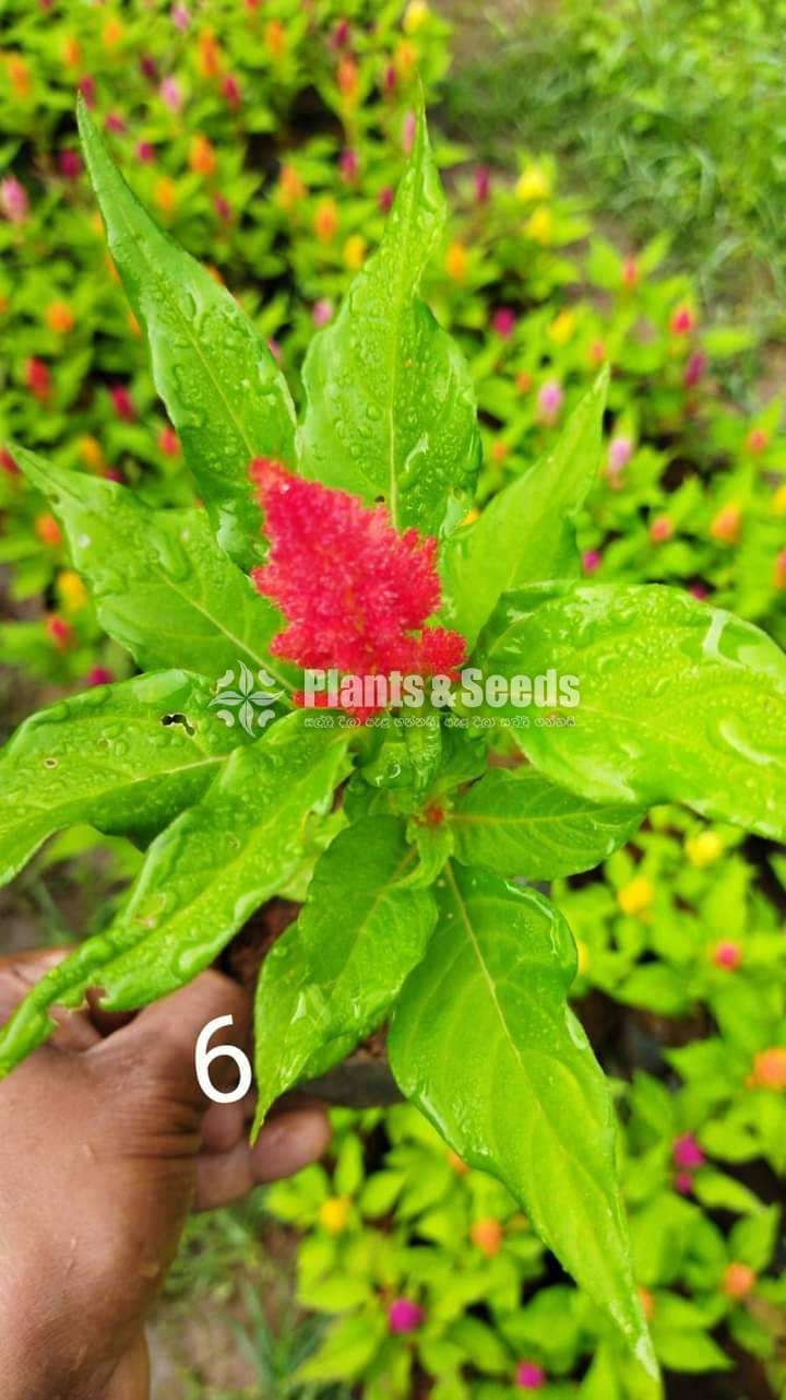 Celosiya (සෙලොසියා)
