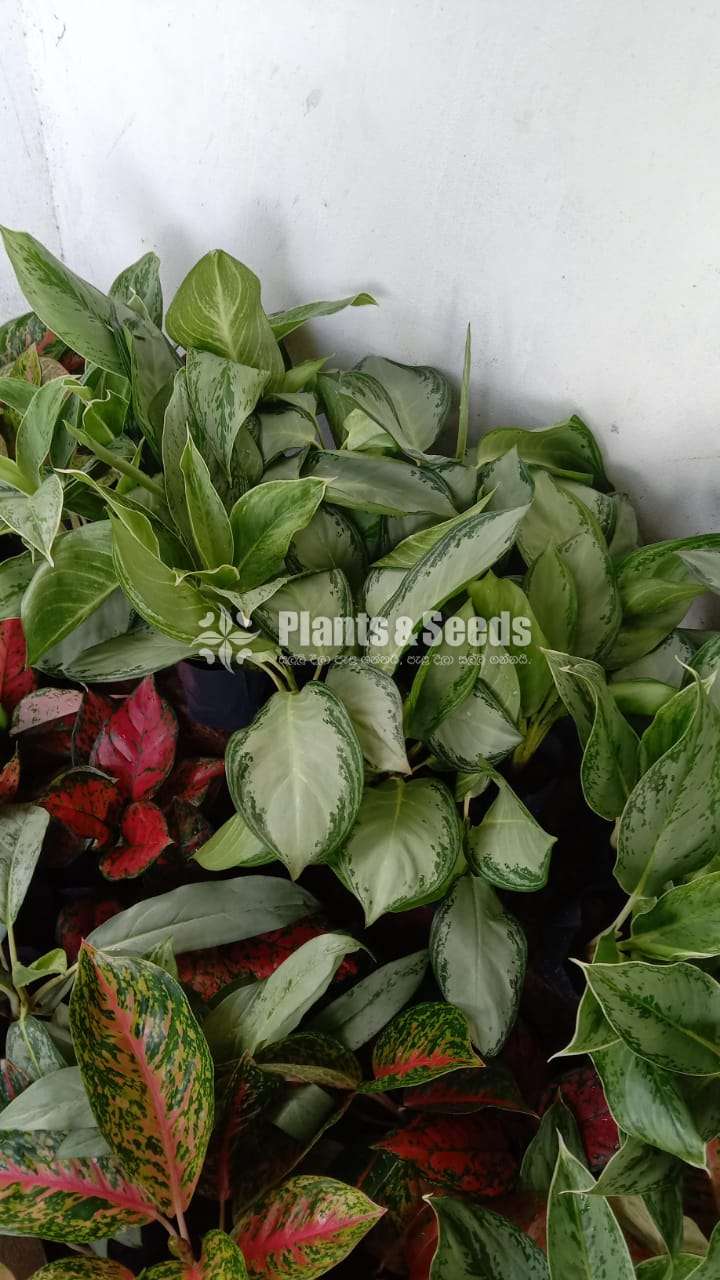 Aglaonema ( ඇග්ලොනිමා වර්ග )