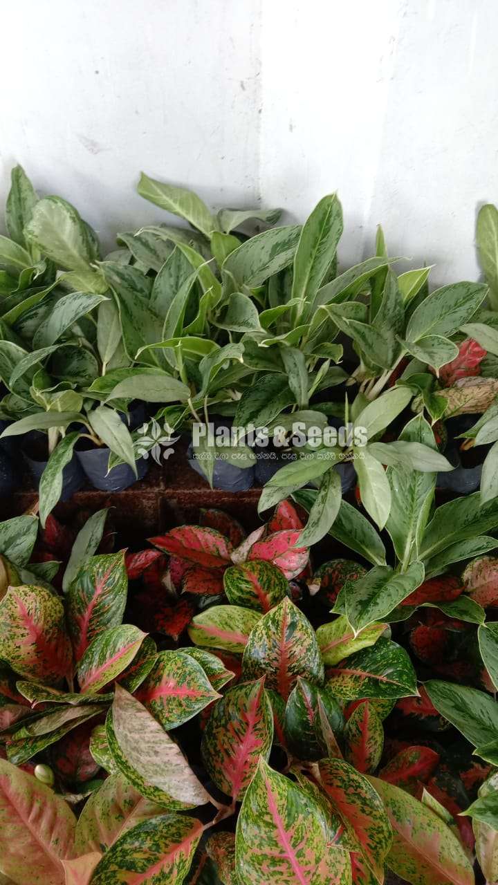 Aglaonema ( ඇග්ලොනිමා වර්ග )