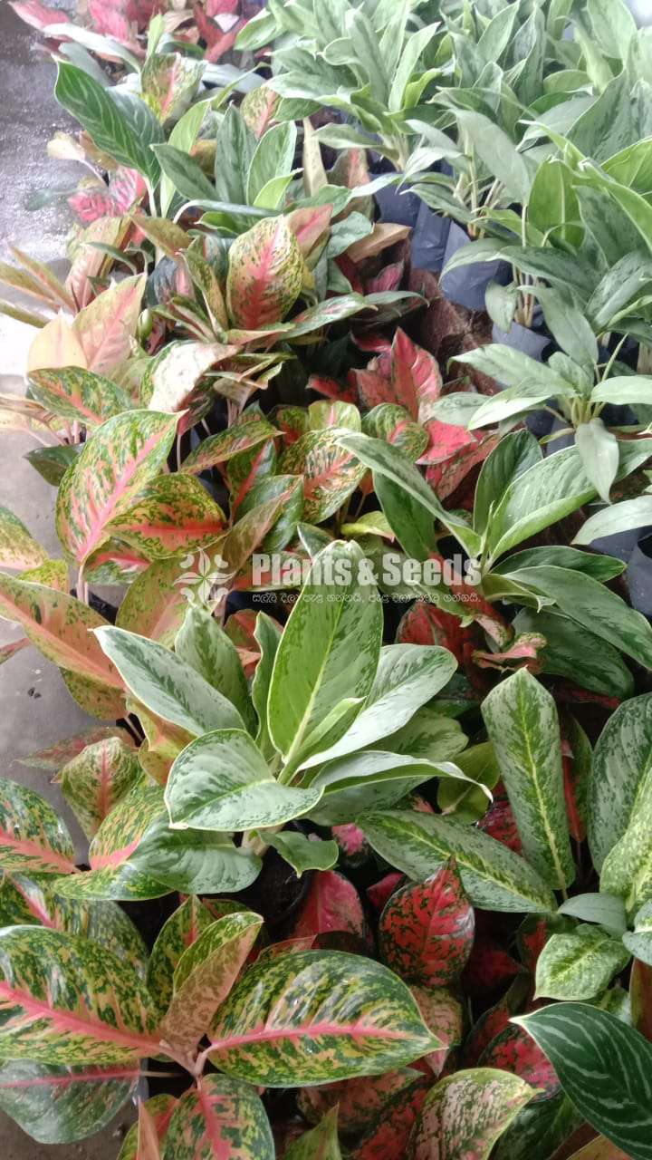 Aglaonema ( ඇග්ලොනිමා වර්ග )
