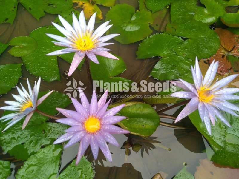 Ismorolda water plant (ඉස්මොරල්ඩා )