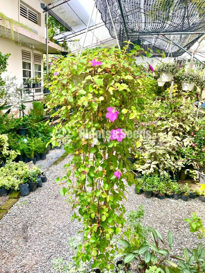 Hanging plants 