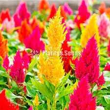 FLOWER SEEDS